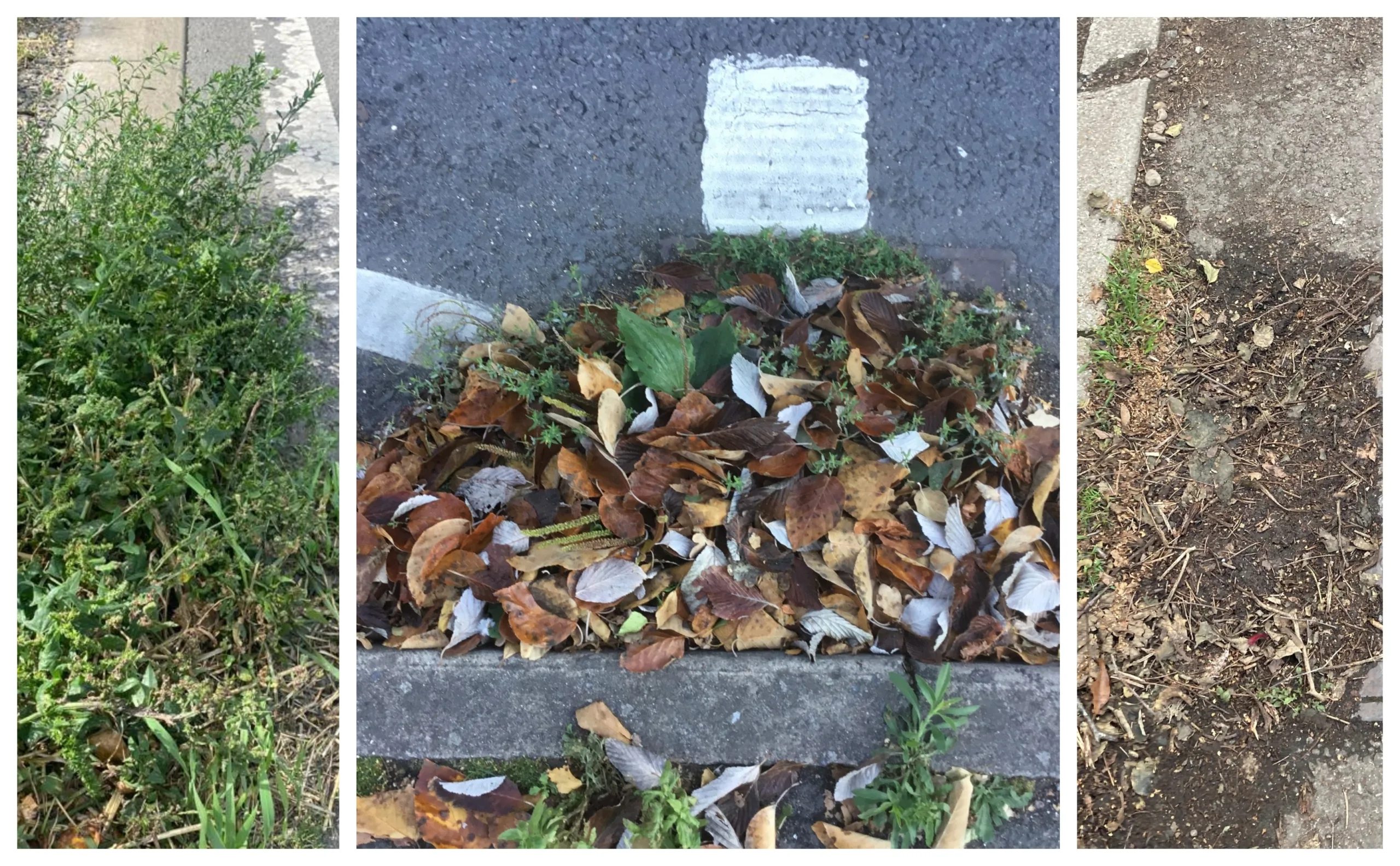 Mr Browne posted these images to his Facebook page yesterday. He wrote: “As I've been campaigning to combat the swell of weeds across South Cambridgeshire I asked for reports and pictures of weeds - and you delivered!” Mr Browne posted these images to his Facebook page yesterday. He wrote: “As I've been campaigning to combat the swell of weeds across South Cambridgeshire I asked for reports and pictures of weeds - and you delivered!”