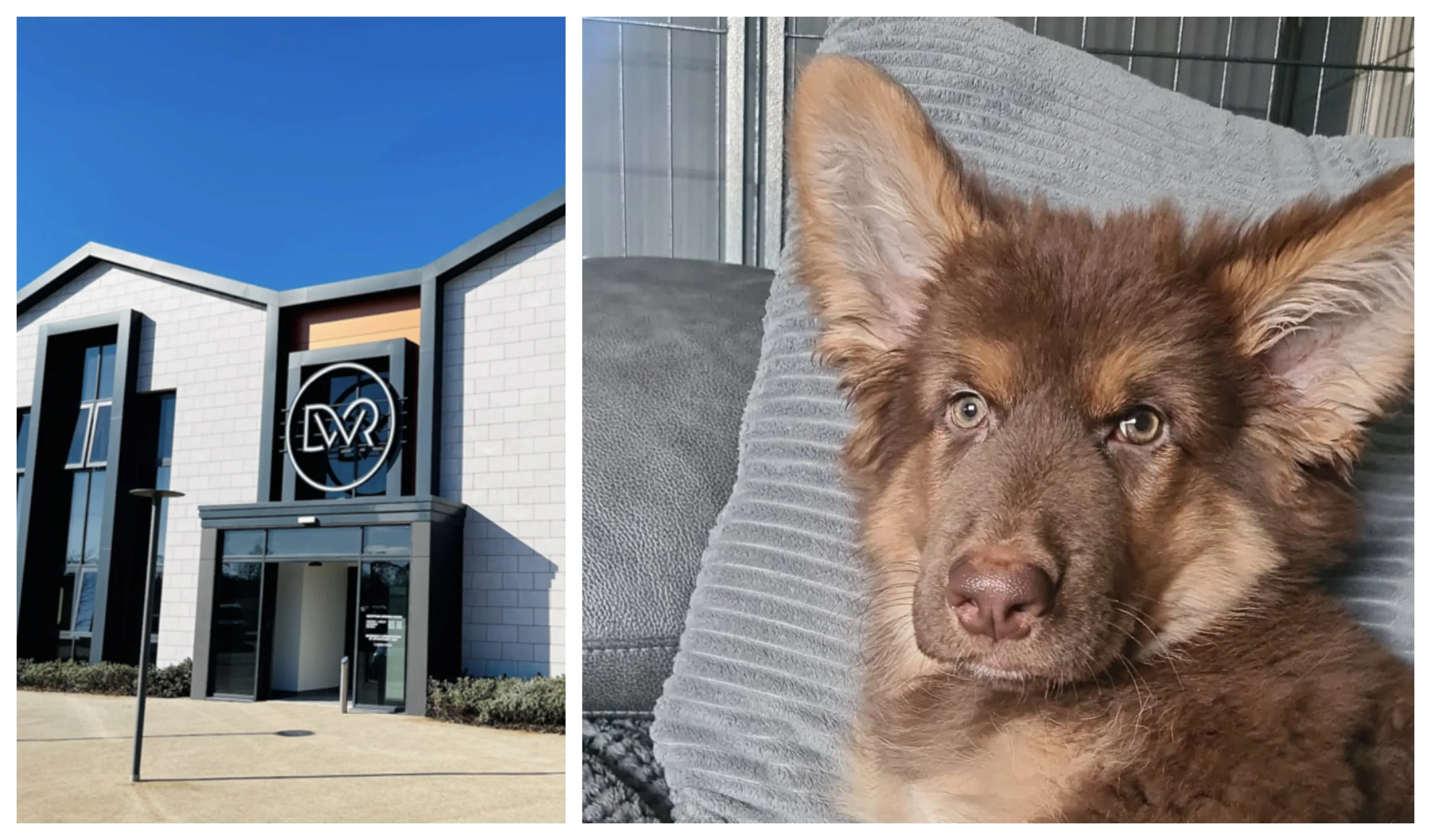 Bailey’s loving life after his rare regurgitation condition treated at DWR Veterinary Specialists. Bailey’s loving life after his rare regurgitation condition treated at DWR Veterinary Specialists.