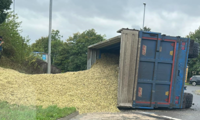 This tractor and trailer unit carrying chopped maize overturned at Littleport yesterday but fortunately eye witnesses said the driver escaped injury. PHOTO: CambsNews reader Justin Cooper