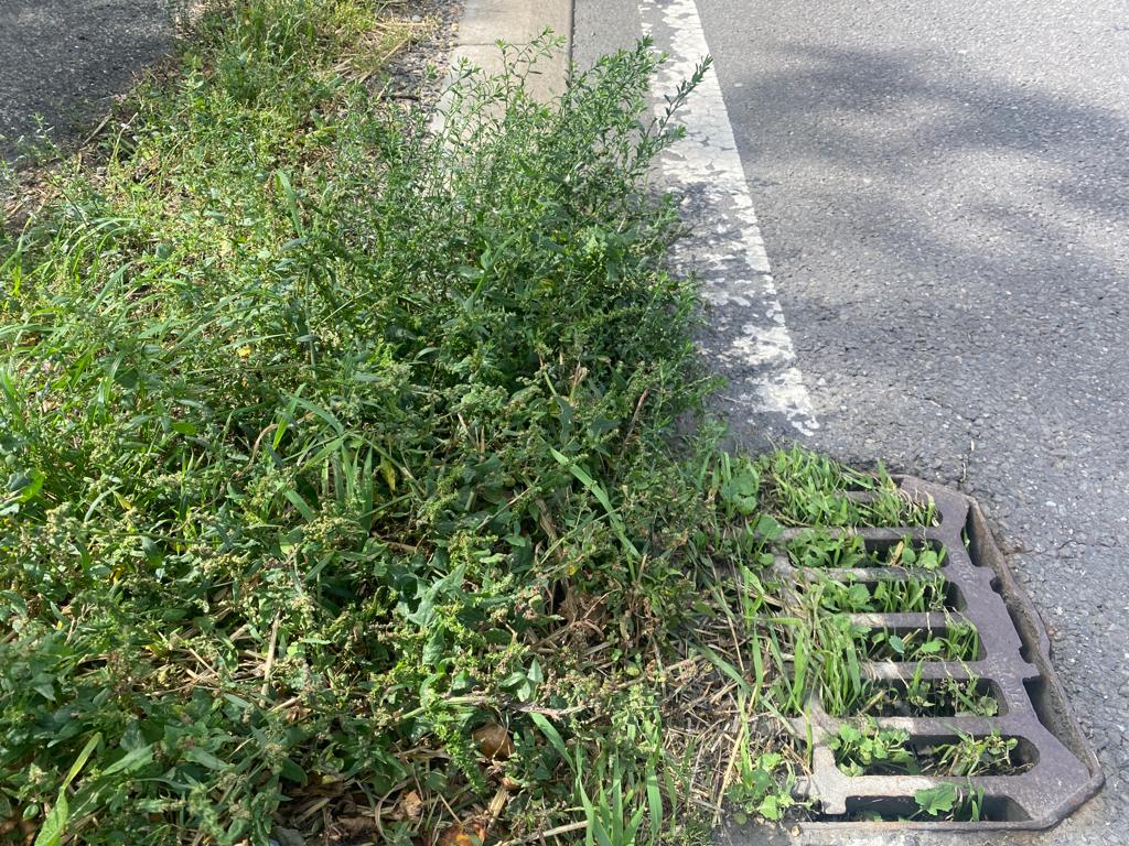 Weeds menace: Some recent photos provided of weeds out of control across Cambridgeshire. These from South Cambs