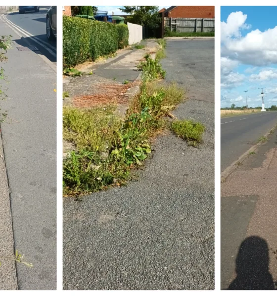 Weeds menace: Some recent photos provided of weeds out of control across Cambridgeshire. These from March