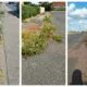 Weeds menace: Some recent photos provided of weeds out of control across Cambridgeshire. These from March