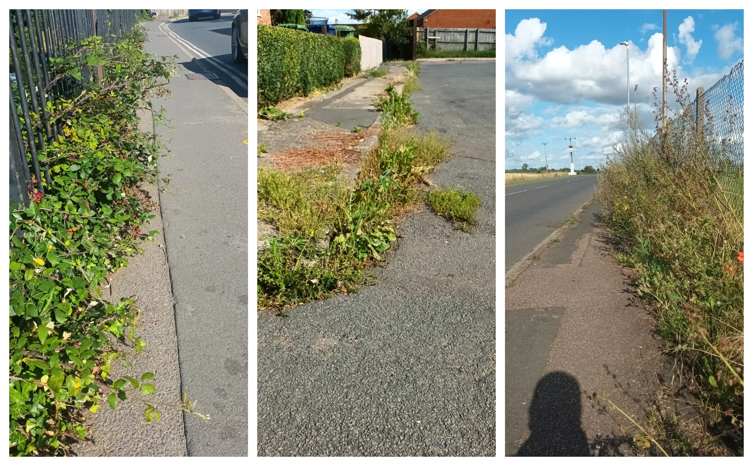 Weeds menace: Some recent photos provided of weeds out of control across Cambridgeshire. These from March