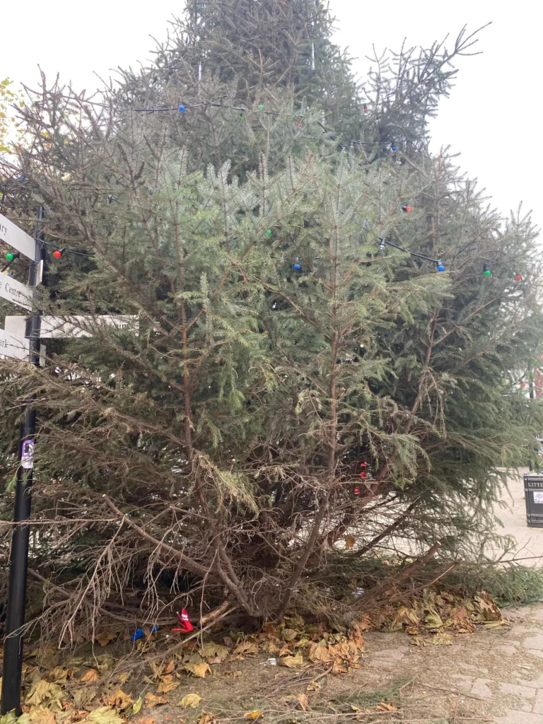 The story of the tree as told by Fenland Police - with this photo 