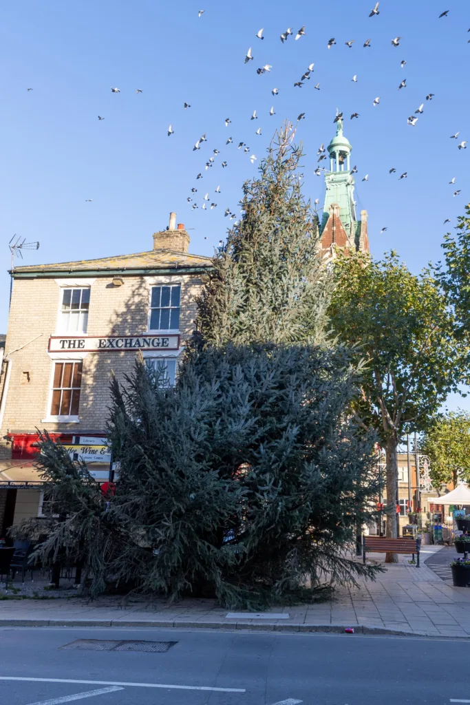 Christmas Tree,Town Centre, March Saturday 11 November 2023. Picture by Terry Harris.