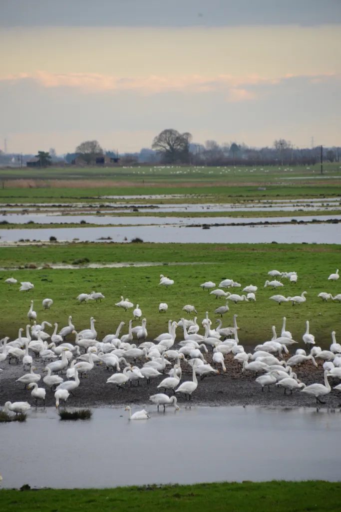 WE-Bob Ellis-Whooper swans on Lady fen wetland. PHOTO Bob Ellis