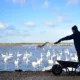 Welney swan feed PHOTO: Steve Jones