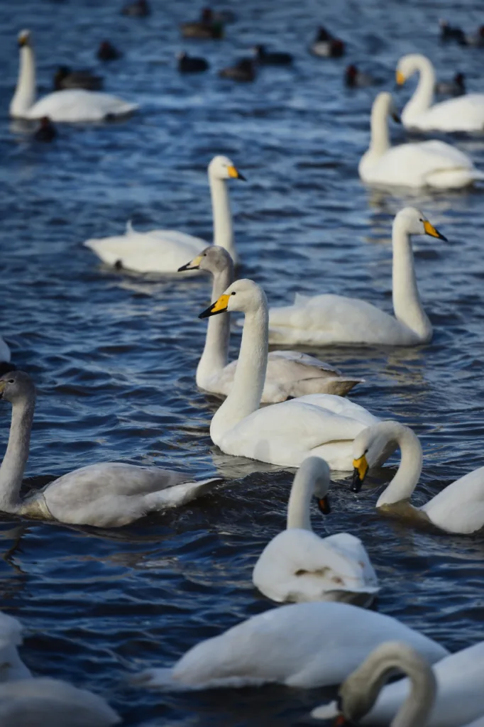 Whooper swans on water PHOTO: Steve Jones