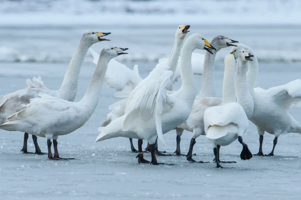 Whooper swans display on ice. PHOTO: Simon Stirrup