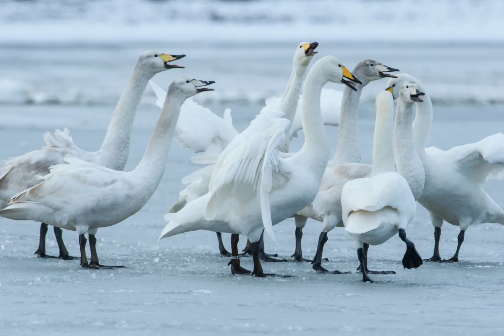 Whooper swans display on ice.  PHOTO:  Simon Stirrup