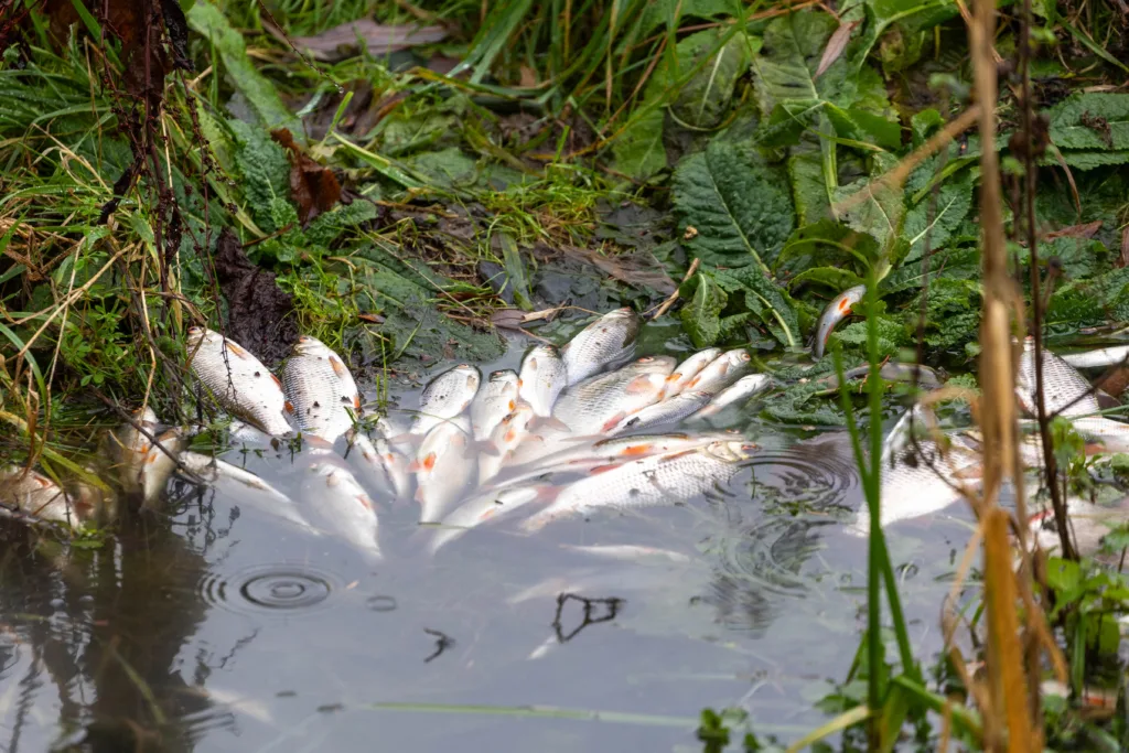 Fish death toll in polluted Nene at Peterborough estimated at more than 100,000