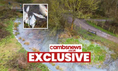 Environmental catastrophe: Pollution has killed thousands of fish in Peterborough streams PHOTO: Terry Harris