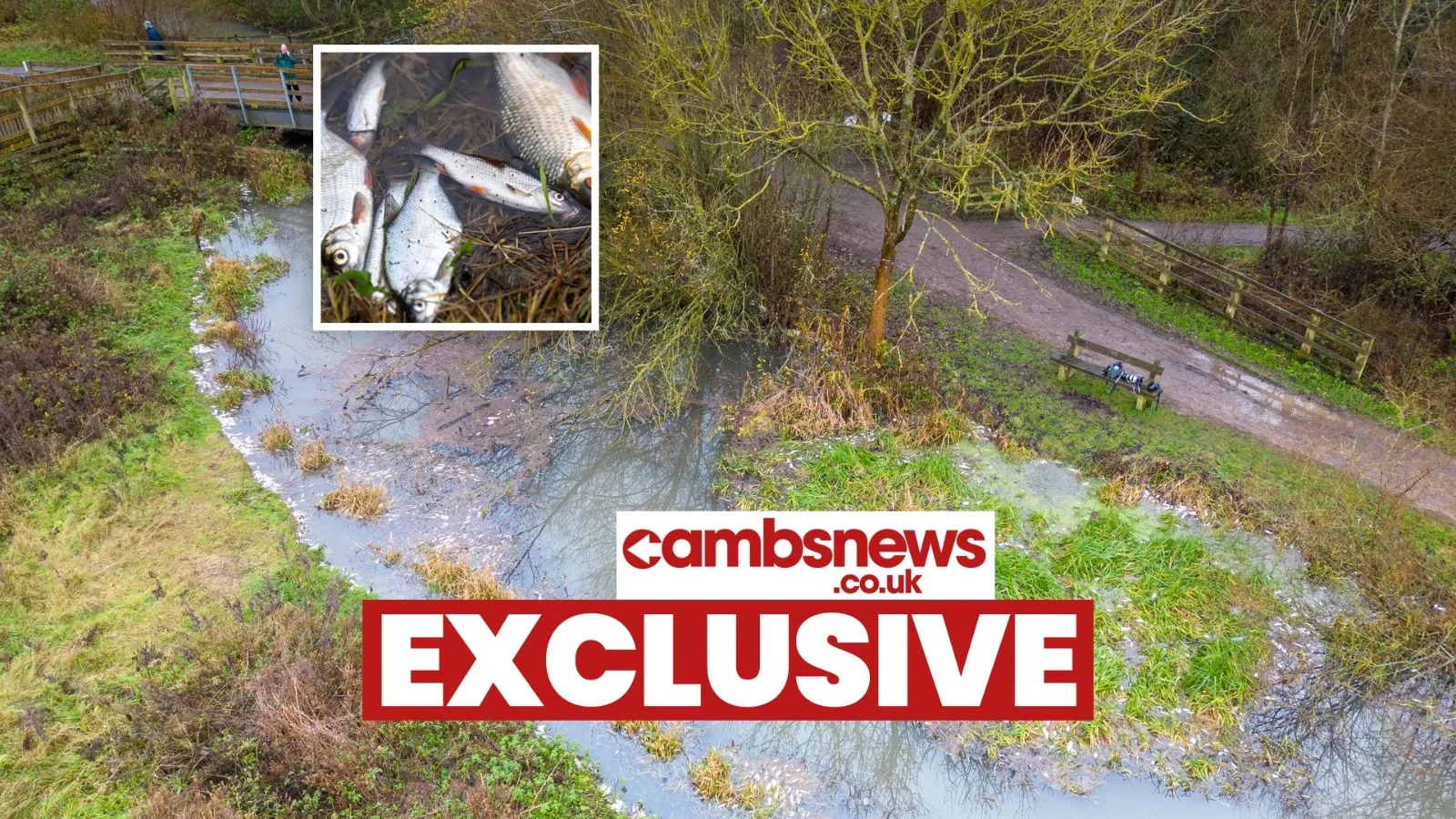 pollution - News for Peterborough and Cambridgeshire News for Peterborough and Cambridgeshire - Environmental catastrophe: Pollution has killed thousands of fish in Peterborough streams PHOTO: Terry Harris