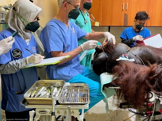 Cambridge vet uses dentistry skills at orangutan rescue and rehabilitation centre.