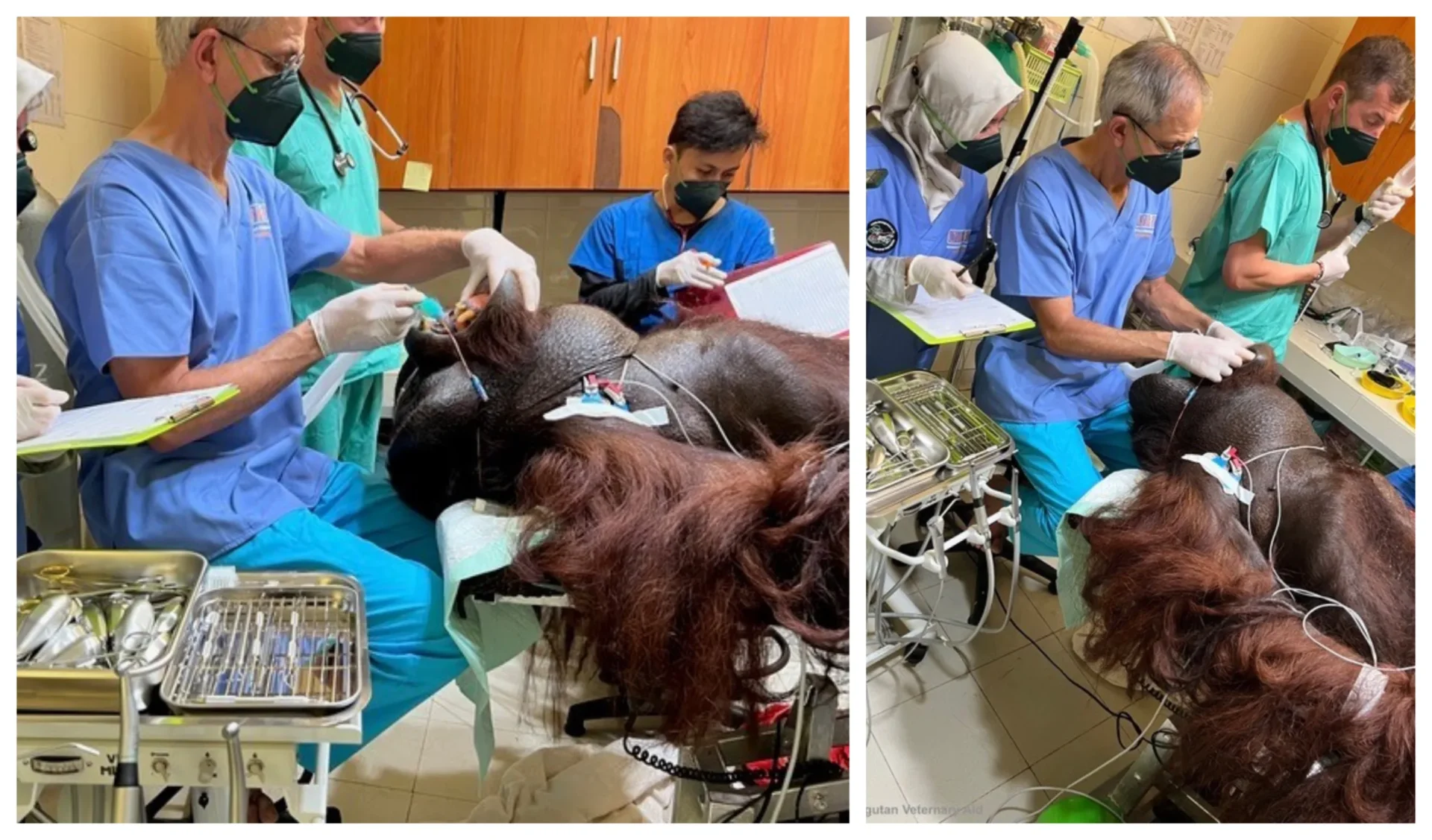 cambs vets 2 - News for Peterborough and Cambridgeshire News for Peterborough and Cambridgeshire - Cambridge vet uses dentistry skills at orangutan rescue and rehabilitation centre.