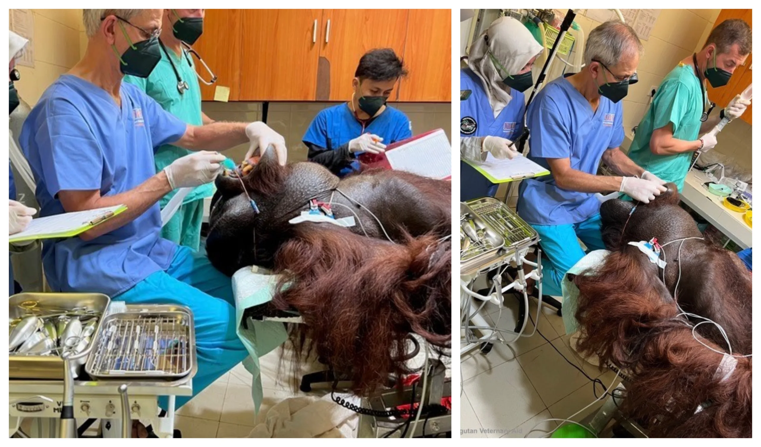 Cambridge vet uses dentistry skills at orangutan rescue and rehabilitation centre.