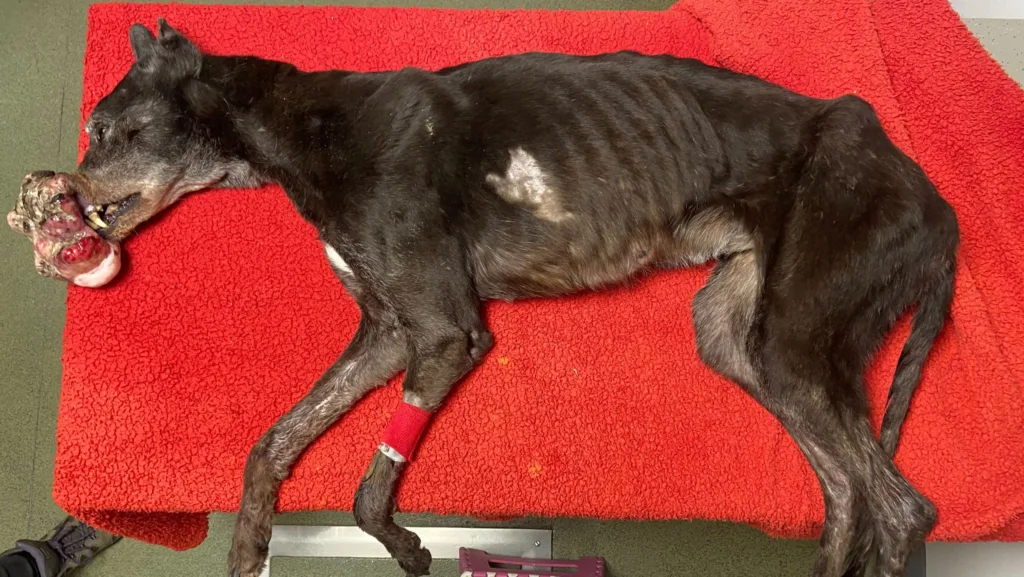 Part of the horrific evidence shown to a court as Colette Carre was given a lifetime ban on keeping all animals and a 15-month prison sentence suspended.