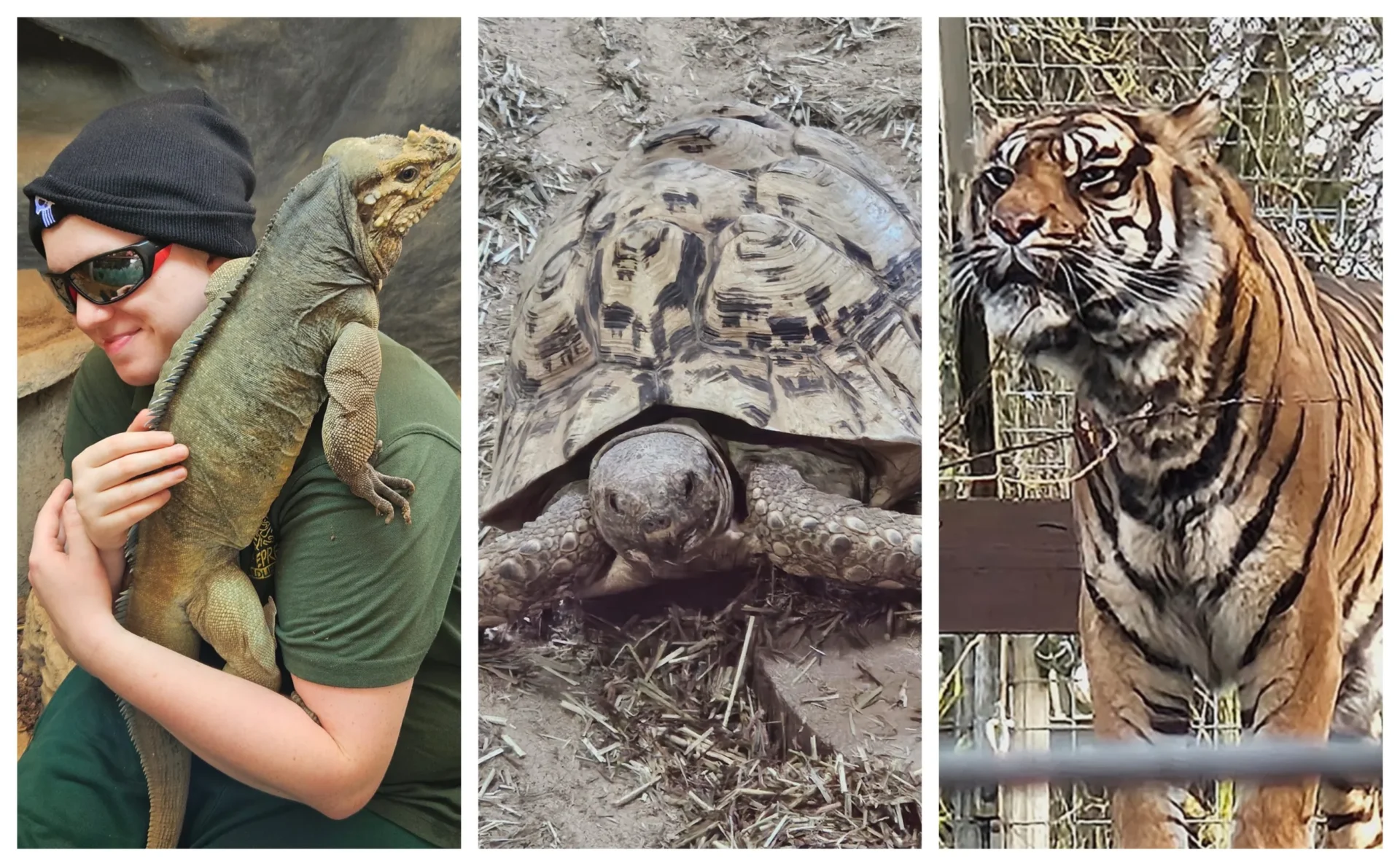 nicky main - News for Peterborough and Cambridgeshire News for Peterborough and Cambridgeshire - Shepreth Wildlife Park is one of the region’s top tourist attractions. It has a huge of variety of animals and is a great place to visit. PHOTO: Nicky Still