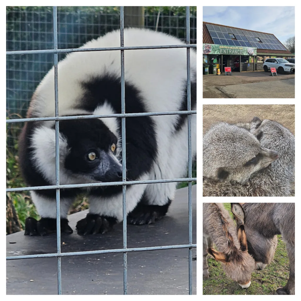 Shepreth Wildlife Park is one of the region’s top tourist attractions. It has a huge of variety of animals and is a great place to visit. PHOTO: Nicky Still 