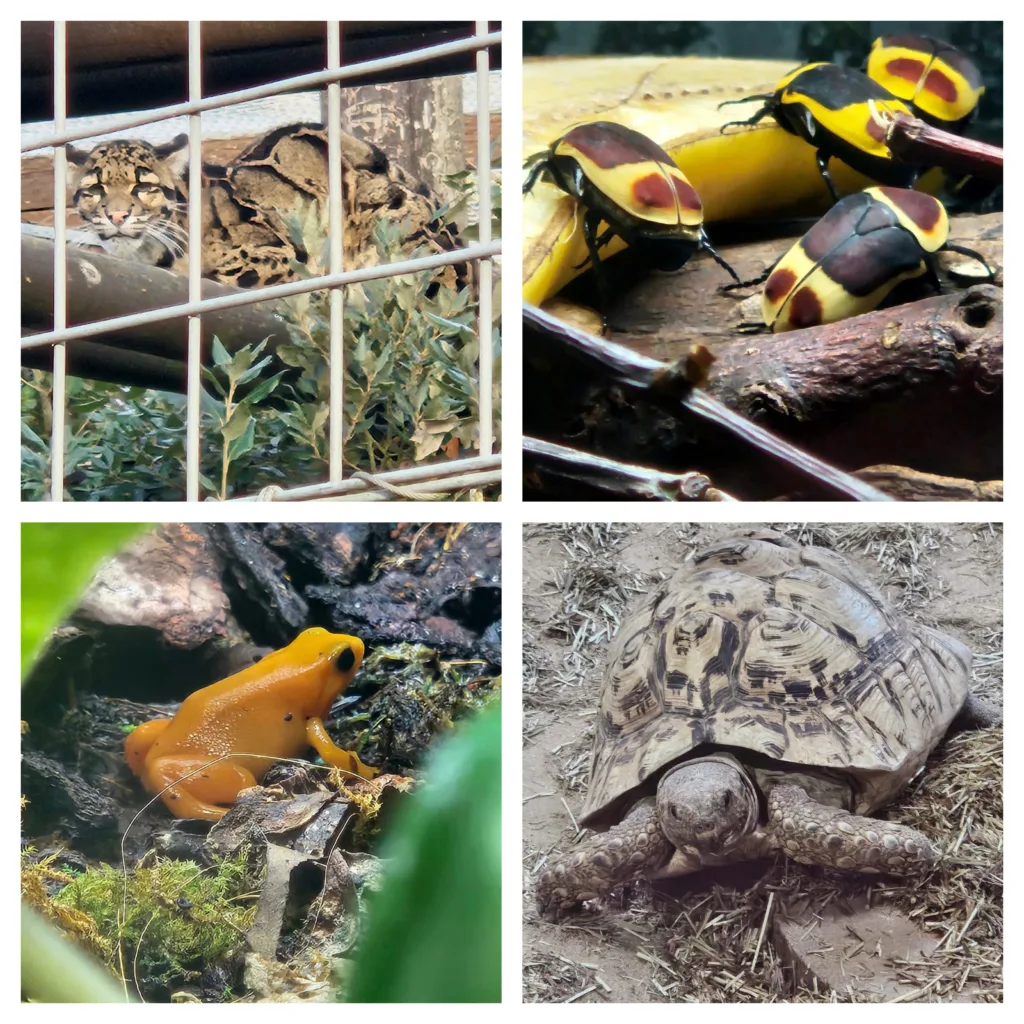 Shepreth Wildlife Park is one of the region’s top tourist attractions. It has a huge of variety of animals and is a great place to visit. PHOTO: Nicky Still 