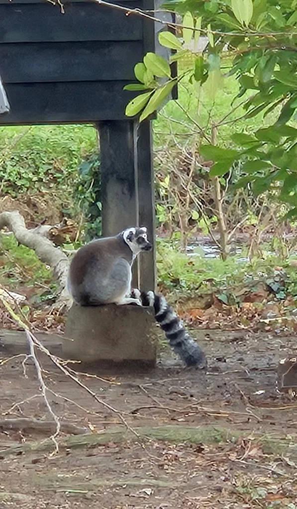 Shepreth Wildlife Park is one of the region’s top tourist attractions. It has a huge of variety of animals and is a great place to visit. PHOTO: Nicky Still 