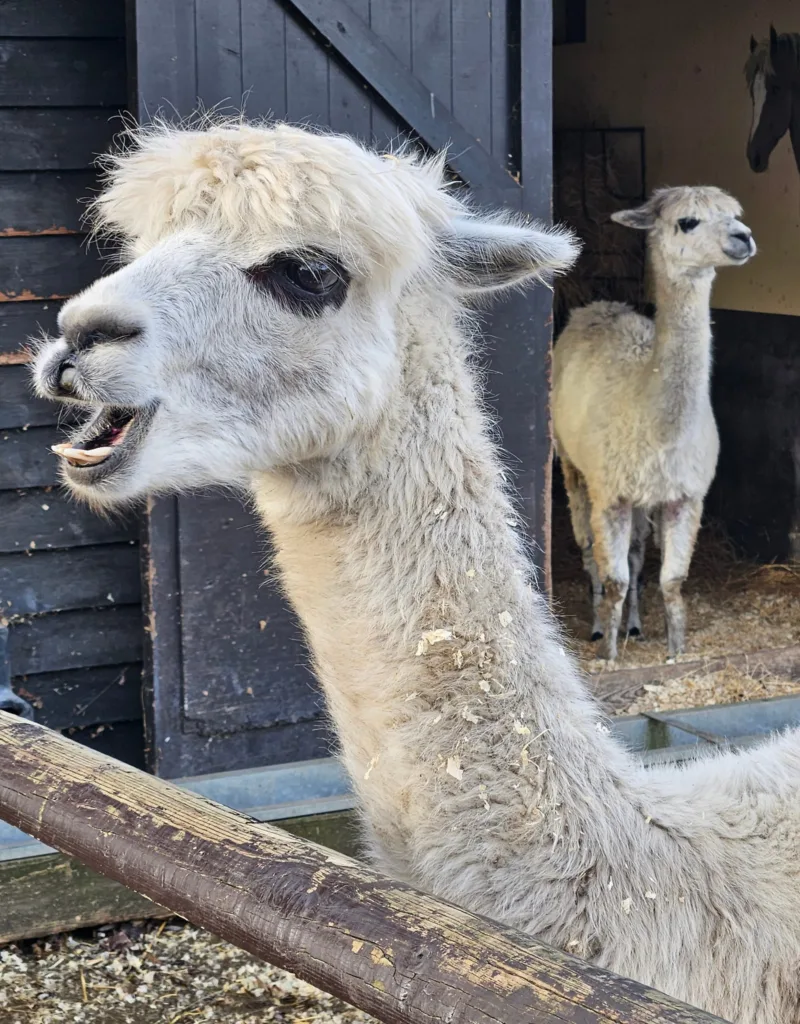 Shepreth Wildlife Park is one of the region’s top tourist attractions. It has a huge of variety of animals and is a great place to visit. PHOTO: Nicky Still 