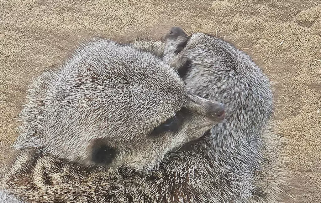 Shepreth Wildlife Park is one of the region’s top tourist attractions. It has a huge of variety of animals and is a great place to visit. PHOTO: Nicky Still 