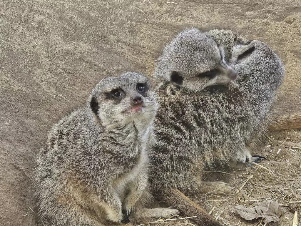 Shepreth Wildlife Park is one of the region’s top tourist attractions. It has a huge of variety of animals and is a great place to visit. PHOTO: Nicky Still 