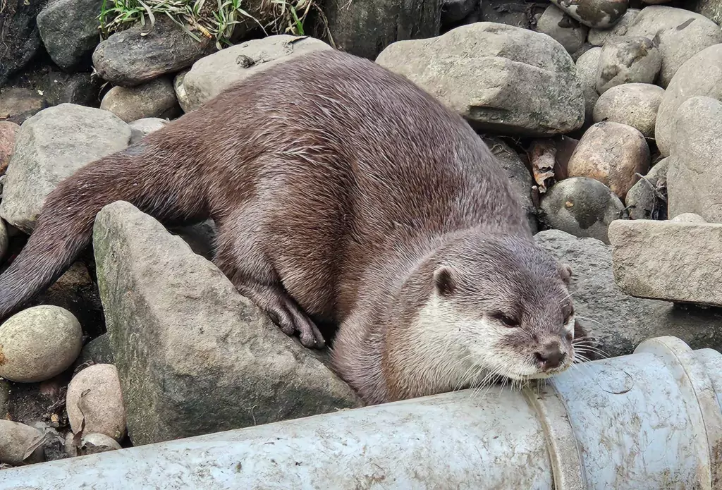 Shepreth Wildlife Park is one of the region’s top tourist attractions. It has a huge of variety of animals and is a great place to visit. PHOTO: Nicky Still 