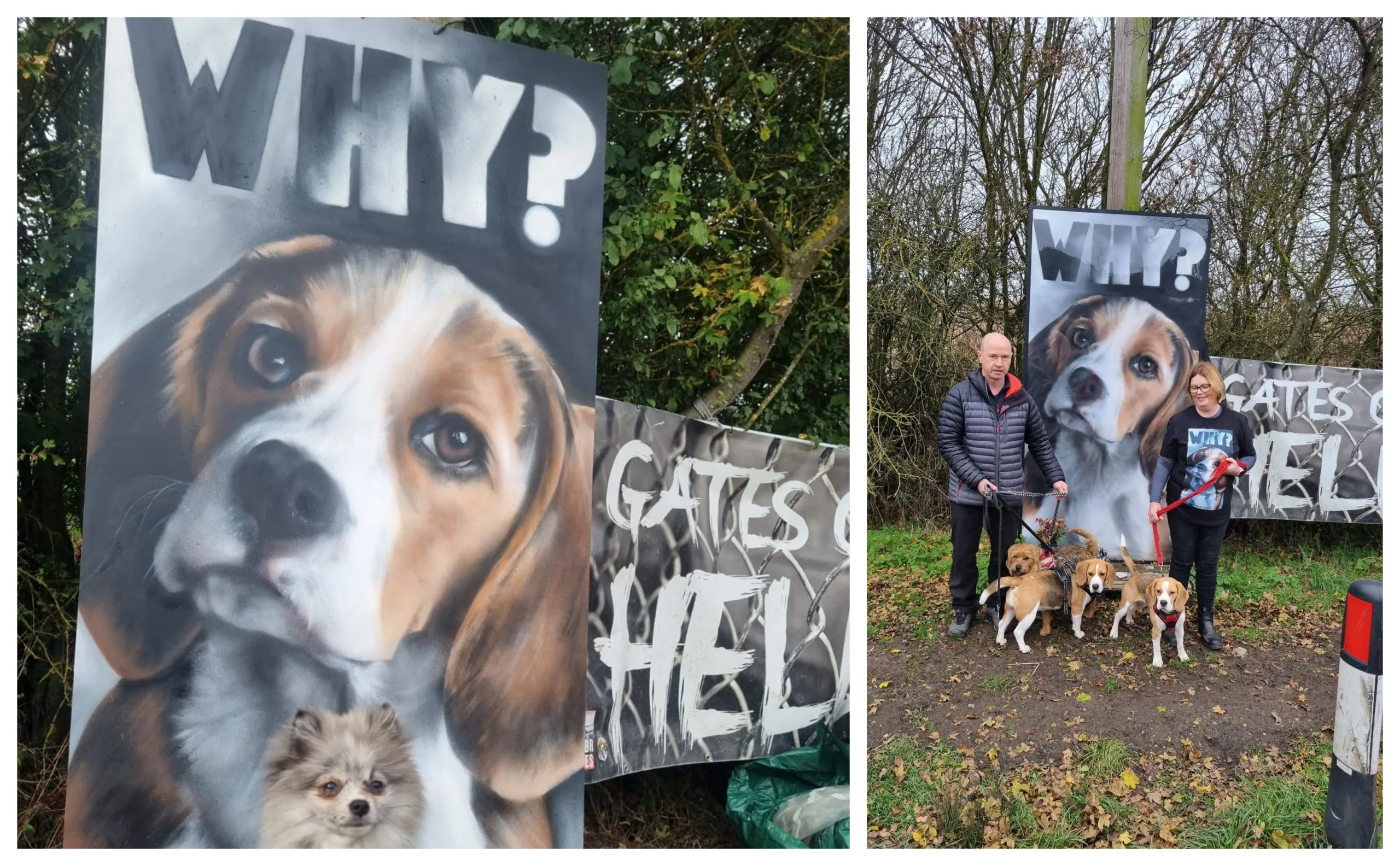 Camp Beagle wishes to close down MBR Acres, a huge beagle breeding factory near Huntingdon, which supplies about 2,000 puppies a year to toxicology testing laboratories across the UK PHOTO: Camp Beagle