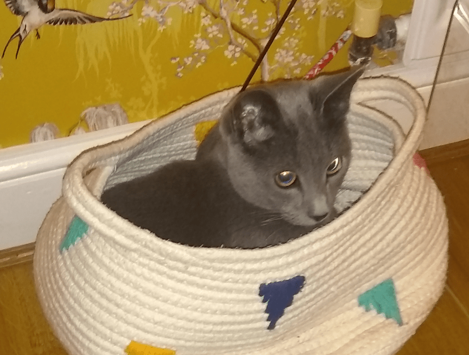 beau 3 - News for Peterborough and Cambridgeshire News for Peterborough and Cambridgeshire - Beau has made a full recovery from a previously almost always fatal disease thanks to treatment at DWR Veterinary Specialists.