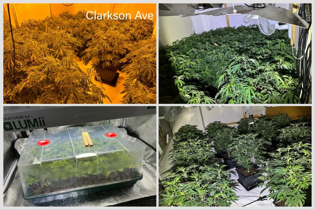 More arrests can be expected as police probe cannabis factories operating in Wisbech, across Peterborough and in the village of Doddington near March. 