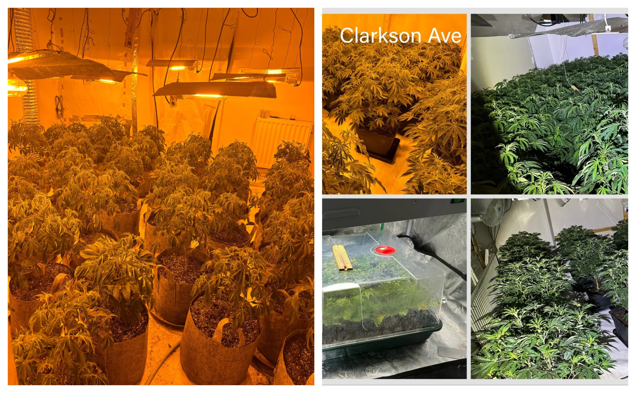 More arrests can be expected as police probe cannabis factories operating in Wisbech, across Peterborough and in the village of Doddington near March.