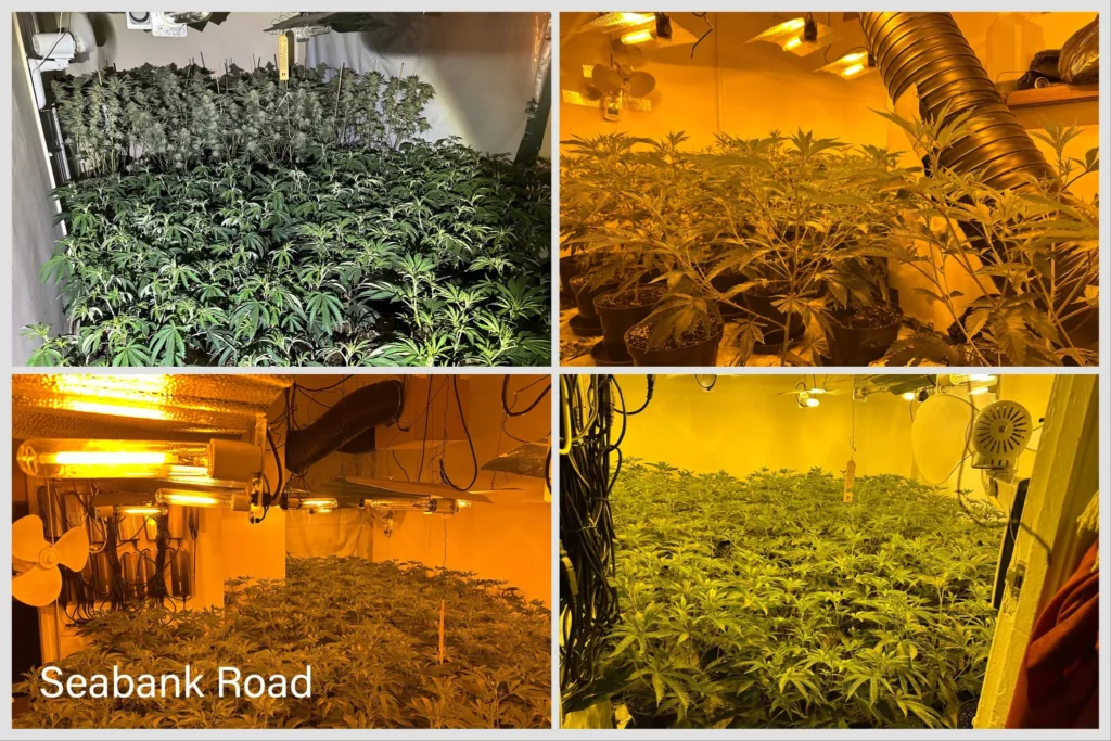 More arrests can be expected as police probe cannabis factories operating in Wisbech, across Peterborough and in the village of Doddington near March.