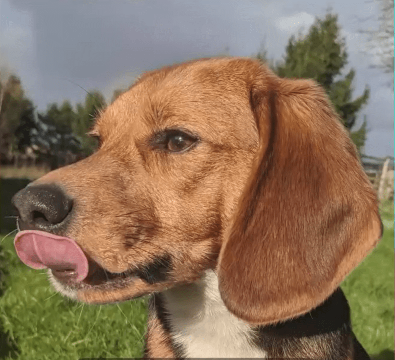 Animal Rising – formerly Animal Rebellion – has taken up protests begun by Camp Beagle over animal testing at MBR Acres, Wyton near Huntingdon. Here is Max, one of the freed beagles. PHOTO: Animal Rising 