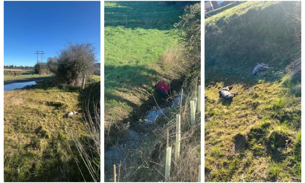 The circumstances in which were the cats were found at Balsham near Cambridge is being treated as suspicious Photos: RSPCA