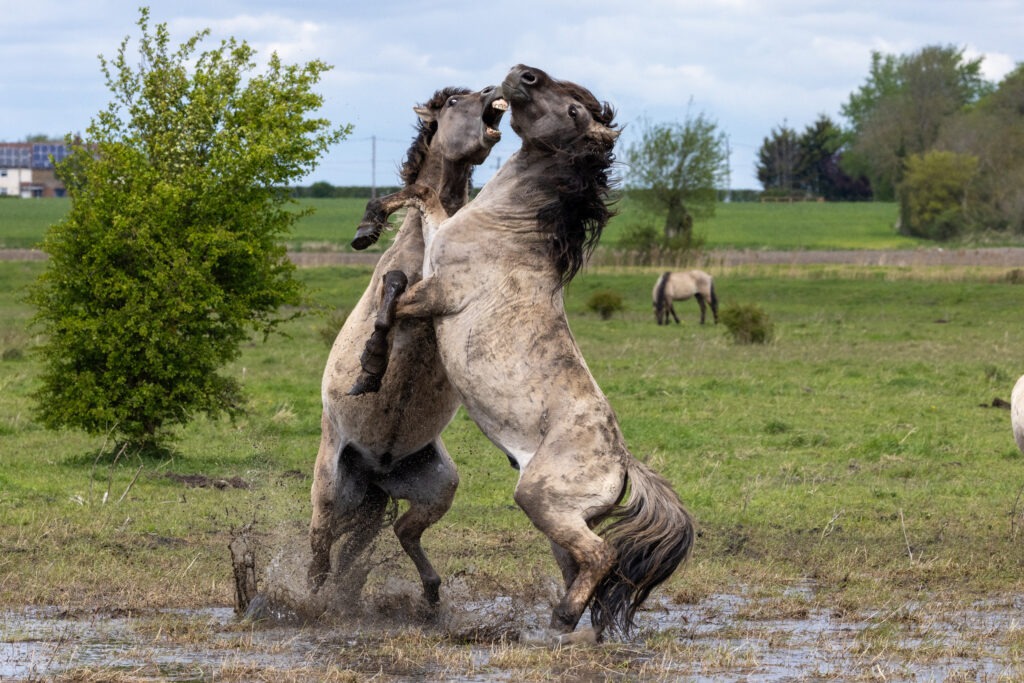 Konik ponies at Wicken Fen. PHOTO: Bav Media