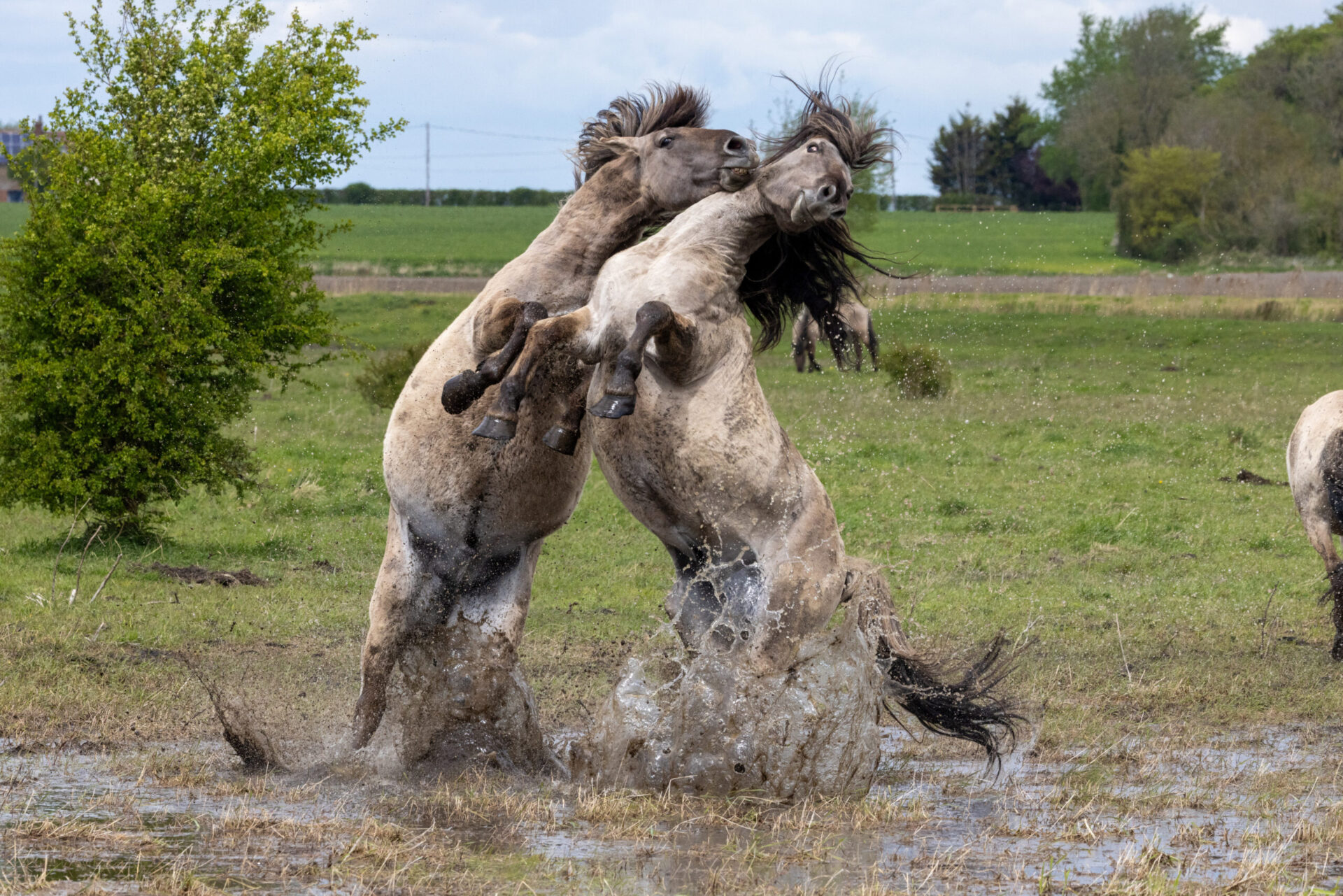 Incredible pics wild stallions spar and bite England - News for Peterborough and Cambridgeshire News for Peterborough and Cambridgeshire - Konik ponies at Wicken Fen. PHOTO: Bav Media
