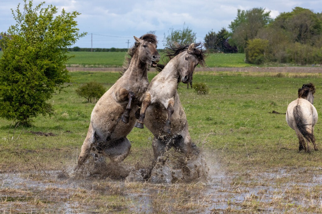 Konik ponies at Wicken Fen. PHOTO: Bav Media