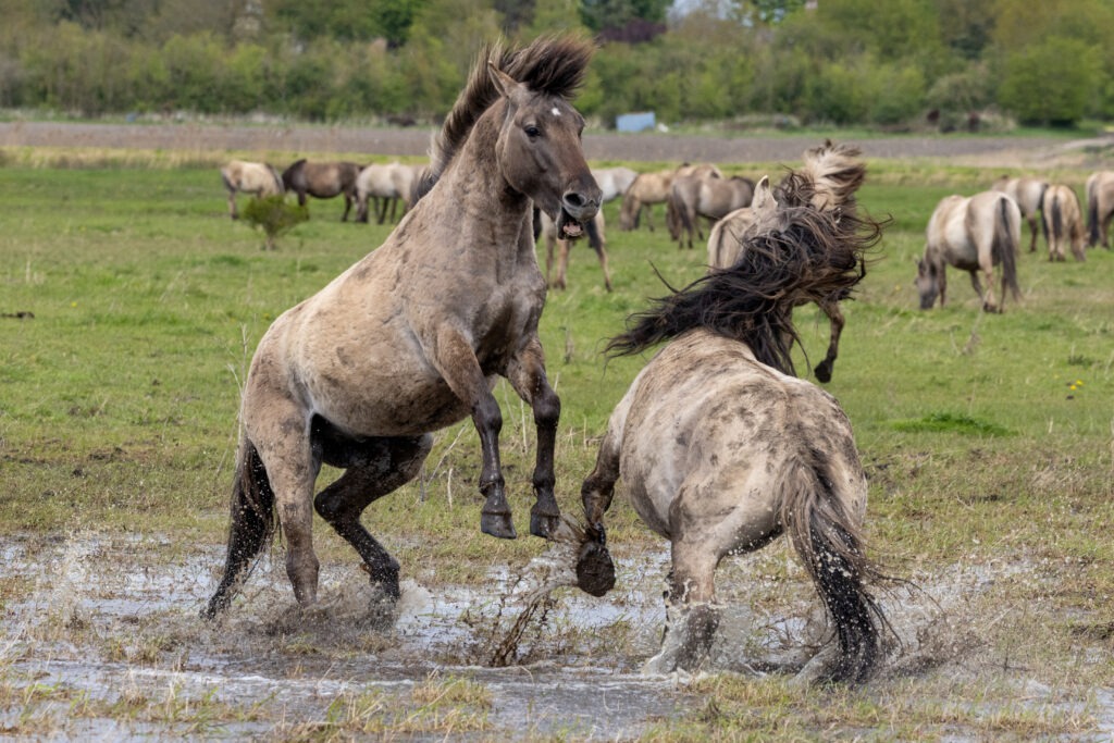 Konik ponies at Wicken Fen. PHOTO: Bav Media