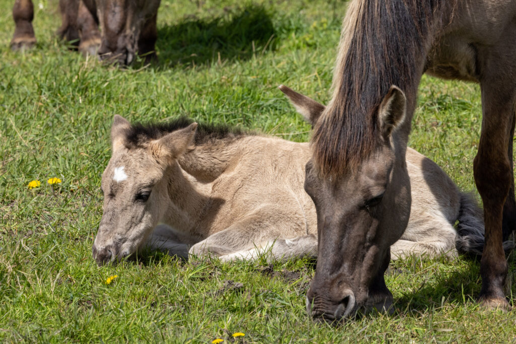 Konik ponies at Wicken Fen. PHOTO: Bav Media