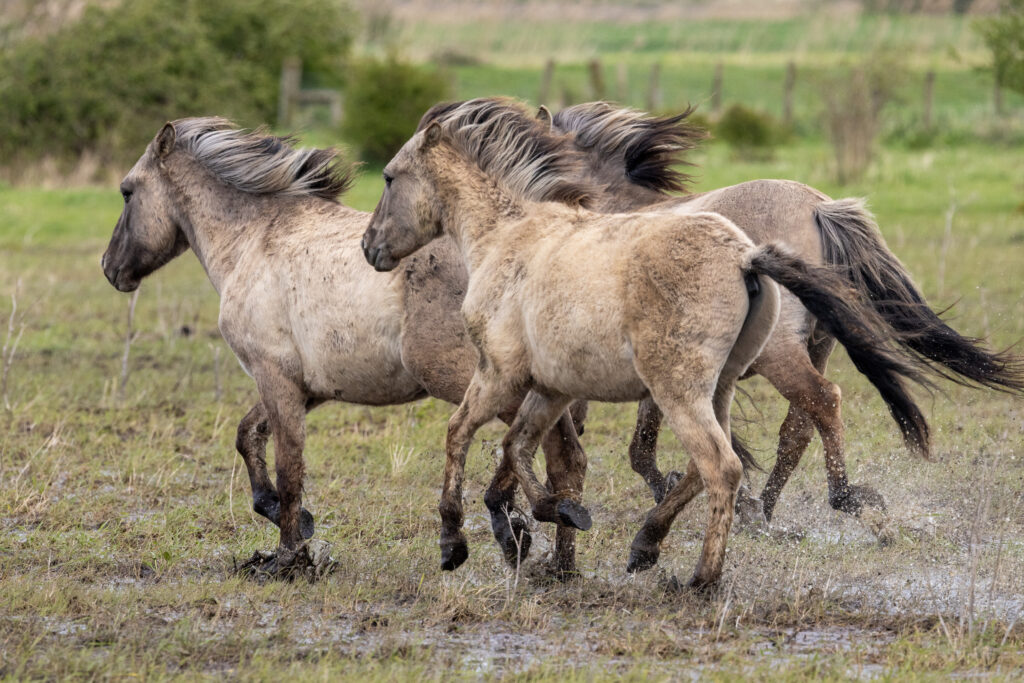 Konik ponies at Wicken Fen. PHOTO: Bav Media