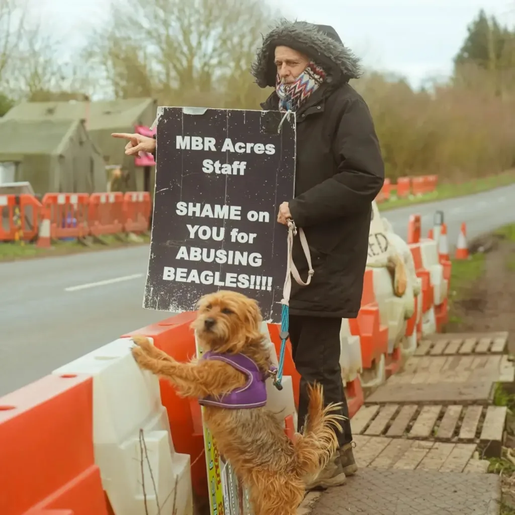 beagles 1 - News for Peterborough and Cambridgeshire Camp Beagle wishes to close down MBR Acres, a huge beagle breeding factory near Huntingdon, which supplies about 2,000 puppies a year to toxicology testing laboratories across the UK. Above is John Curtin who has been banned from the area. PHOTO: Camp Beagle