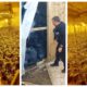 Two potential victims of modern slavery have been safeguarded as a cannabis factory worth more than £1.5million was seized in Graveley.