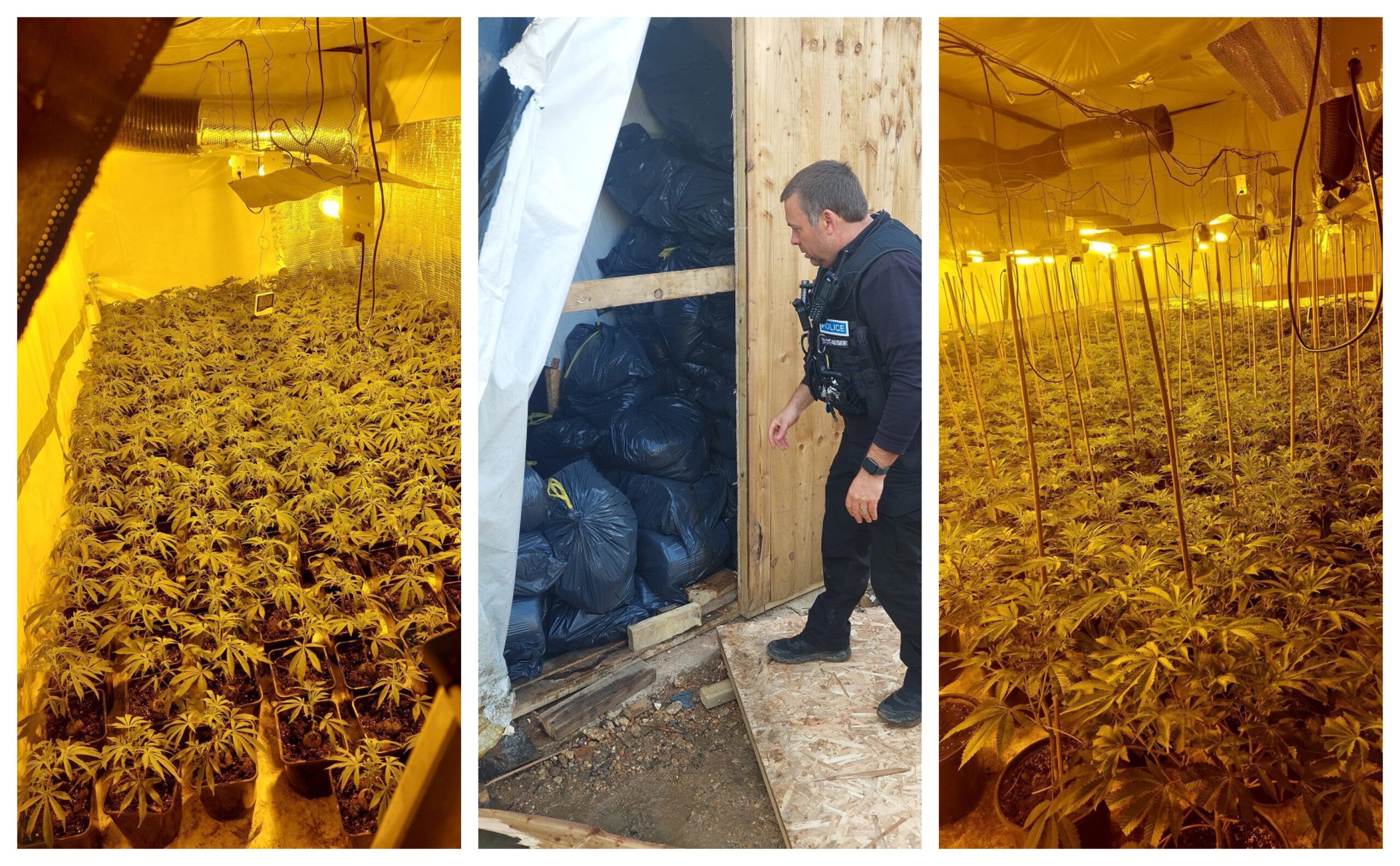 Two potential victims of modern slavery have been safeguarded as a cannabis factory worth more than £1.5million was seized in Graveley.