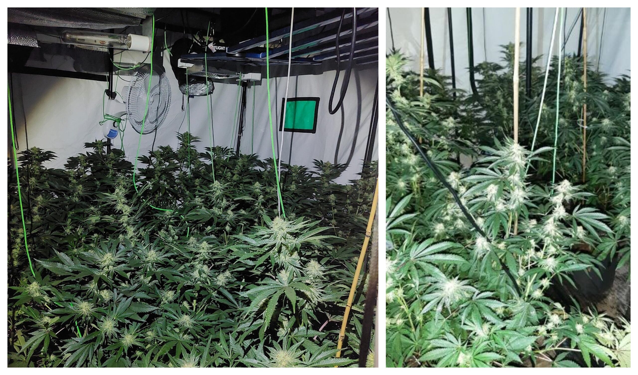 Arnoldas Stasys had 67 cannabis plants growing in his home at Doddington when police raided it