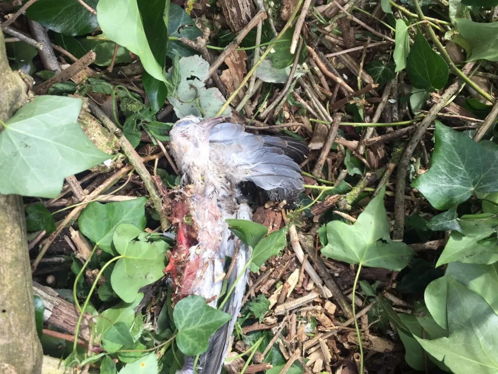 gunthorpe 18 - News for Peterborough and Cambridgeshire The site off Gunthorpe Road where workmen have begun clearing the site and caused an uproar among local residents. Residents have taken photos of the area being cleared and contacted councillors for an explanation.