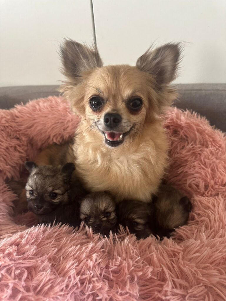 A-chihuahua-with-her-pups-being-cared-for-by-Ravenswood-Pet-Rescue-which-is-seeking-donations-to-help-with-an-influx-of-anima