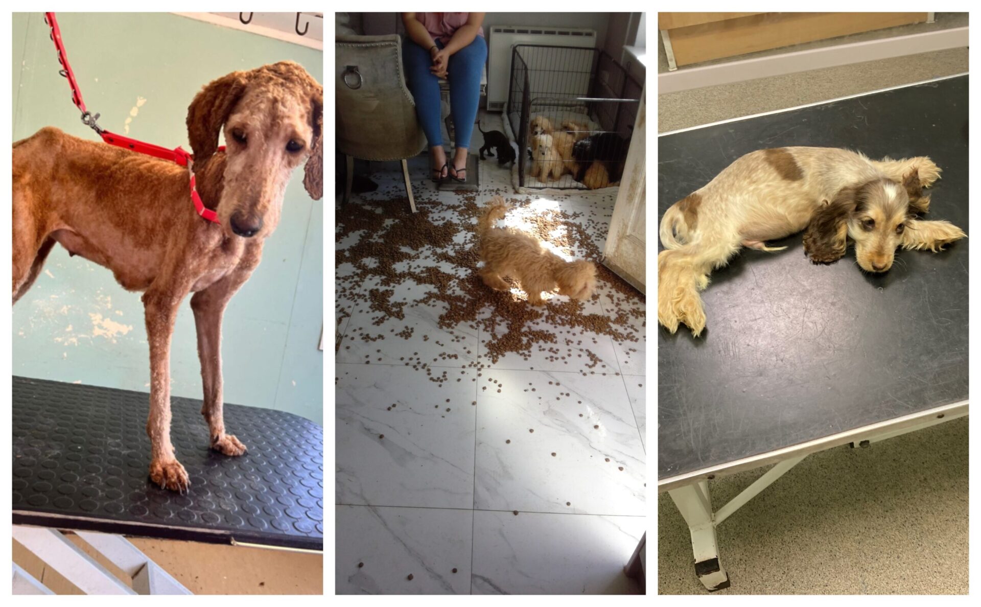 News for Peterborough and Cambridgeshire - A snapshot of the horror that awaited RSPCA and council officials when they visited the Wardy Hill near Ely home of Jackie Draper