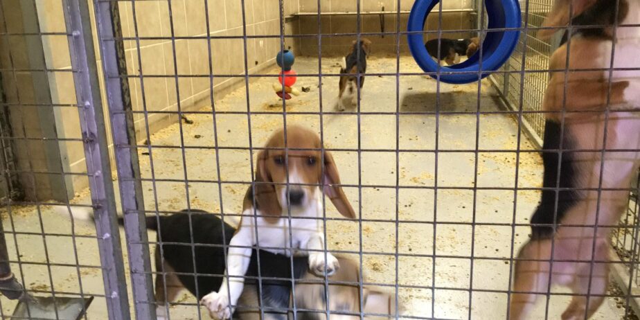 Beagles inside MBR Acres at Wyton near Huntingdon. Photo: Animal Rising